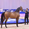 Senior Mare Bronze Champion: AJ Tarim (Emerald J X Espinilla) 