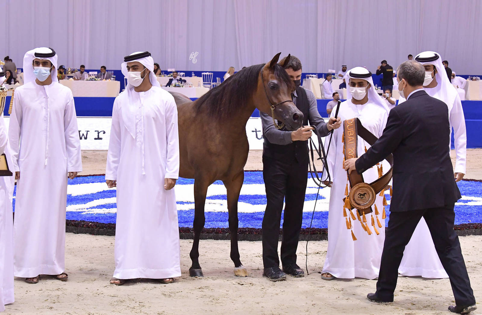 Senior Mare Bronze Champion: AJ Tarim (Emerald J X Espinilla) 