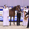 Senior Mare Bronze Champion: AJ Tarim (Emerald J X Espinilla) 