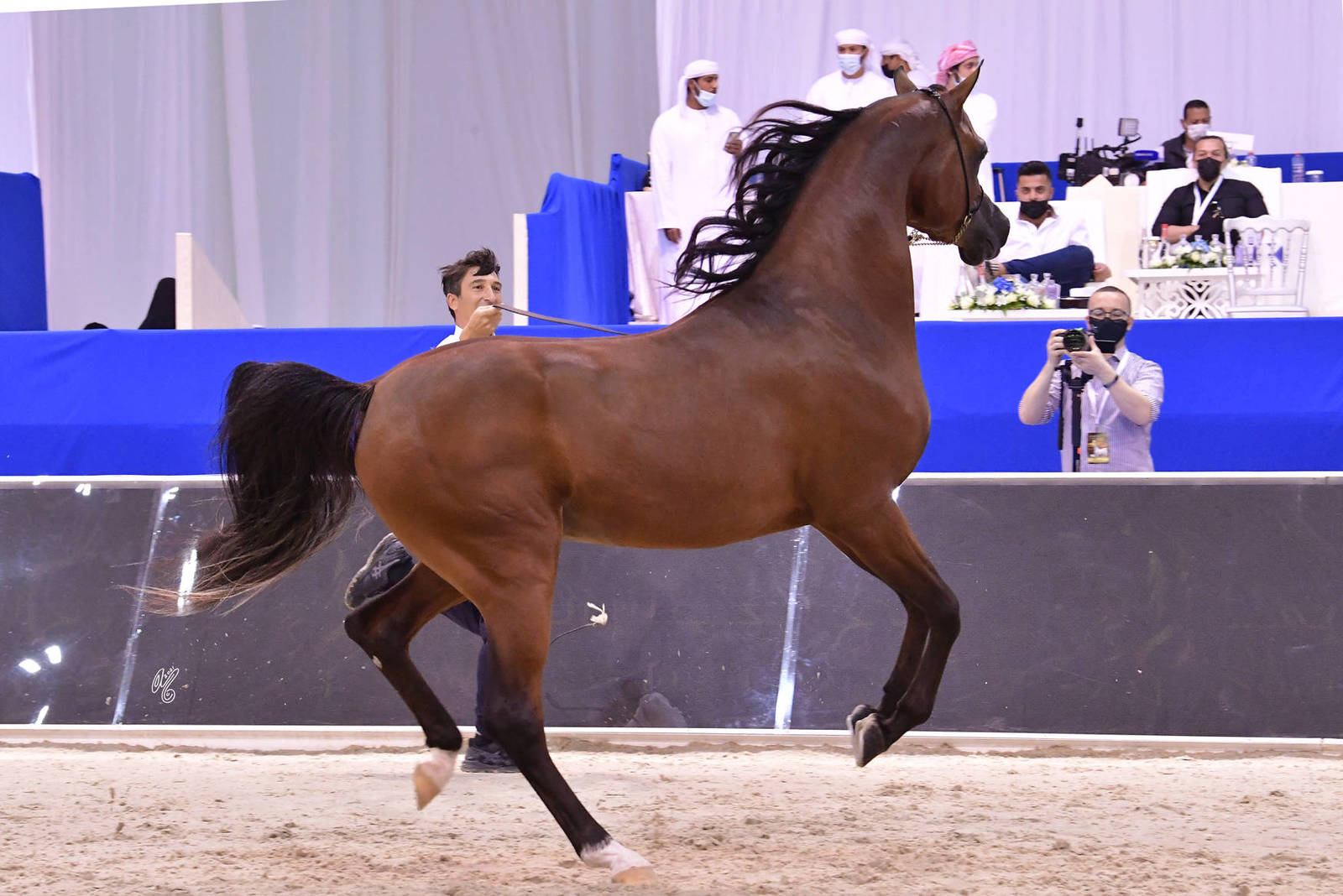 Junior Colt Gold Champion: D Sheimaz (FA El Rasheem X Ladi Veronika) 