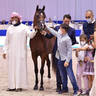 Junior Colt Gold Champion: D Sheimaz (FA El Rasheem X Ladi Veronika) 