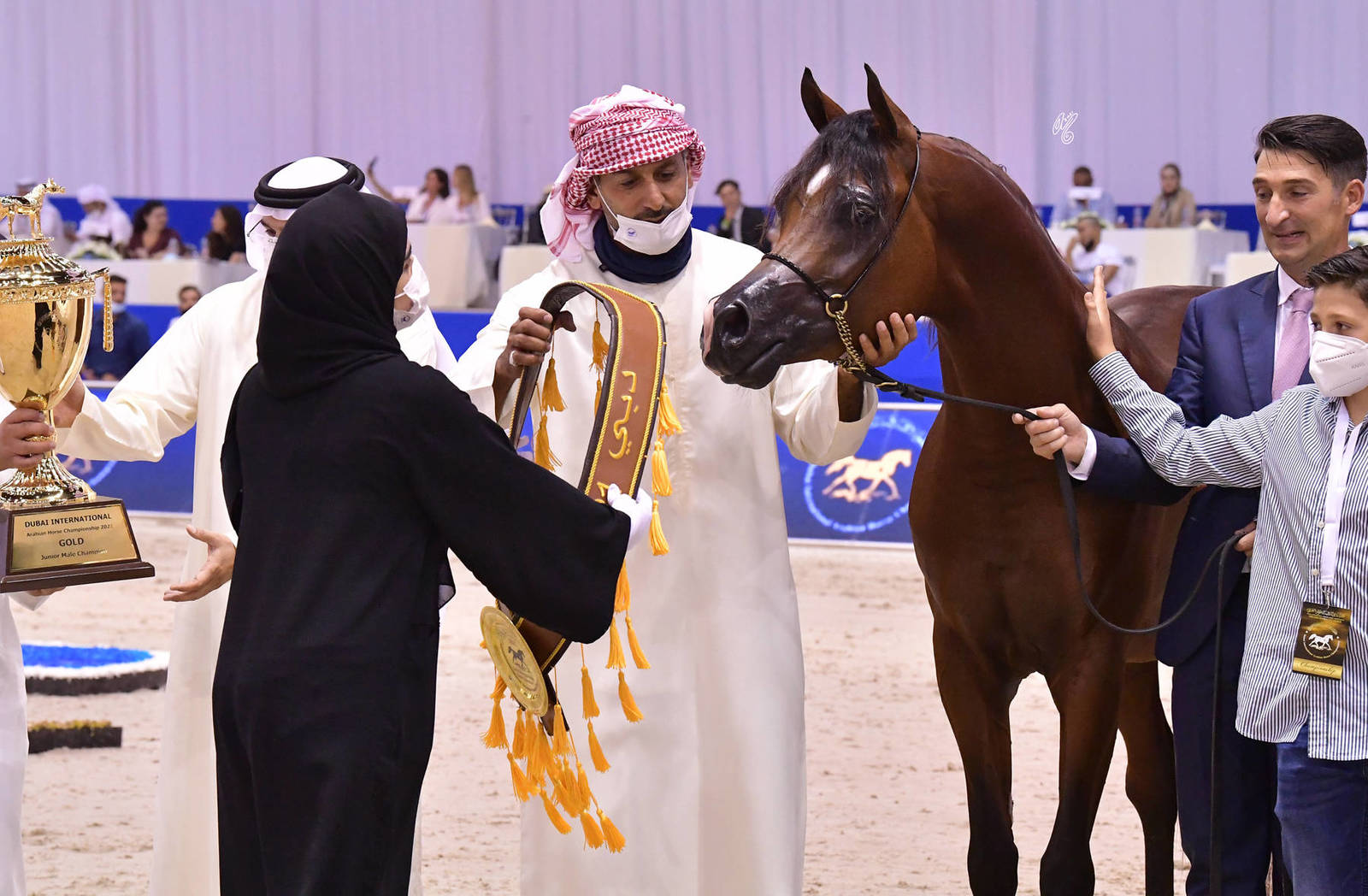 Junior Colt Gold Champion: D Sheimaz (FA El Rasheem X Ladi Veronika) 