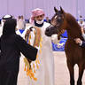 Junior Colt Gold Champion: D Sheimaz (FA El Rasheem X Ladi Veronika) 