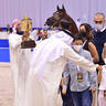 Junior Colt Gold Champion: D Sheimaz (FA El Rasheem X Ladi Veronika) 