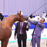 Junior Colt Silver Champion: Arjuwan Al Bidayer (AJ Marzan X Allezandra Albidayer) 