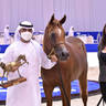Junior Colt Silver Champion: Arjuwan Al Bidayer (AJ Marzan X Allezandra Albidayer) 
