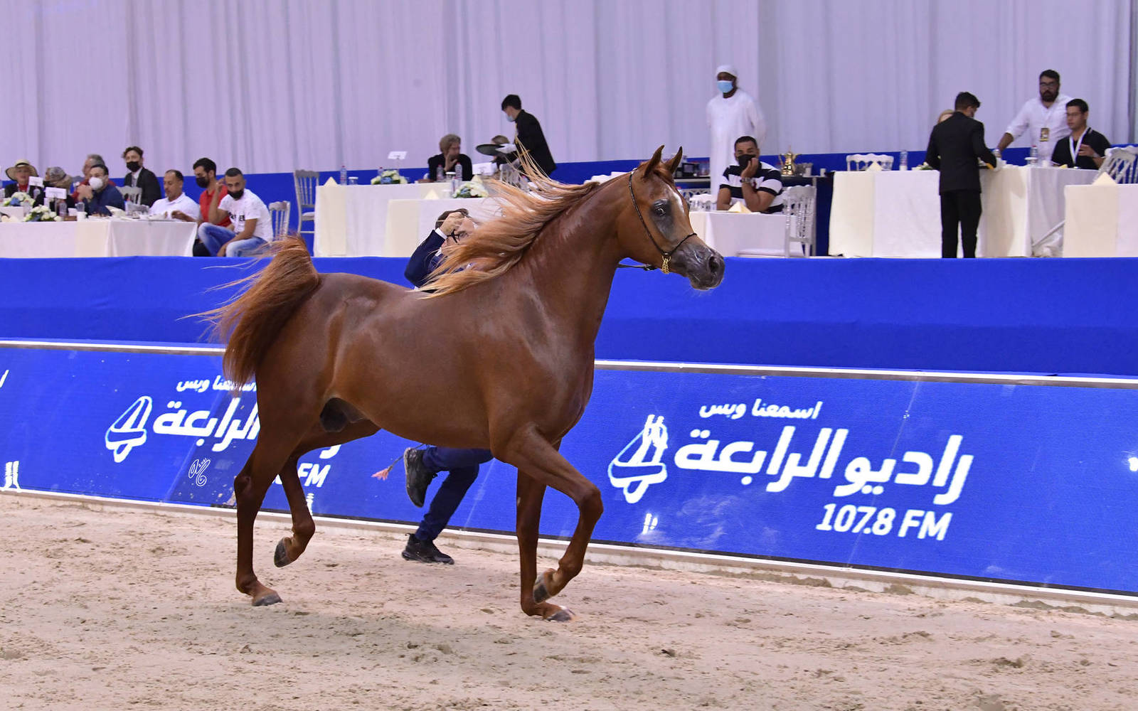 Junior Colt Silver Champion: Arjuwan Al Bidayer (AJ Marzan X Allezandra Albidayer) 