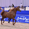 Junior Colt Silver Champion: Arjuwan Al Bidayer (AJ Marzan X Allezandra Albidayer) 