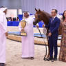 Junior Colt Silver Champion: Arjuwan Al Bidayer (AJ Marzan X Allezandra Albidayer) 