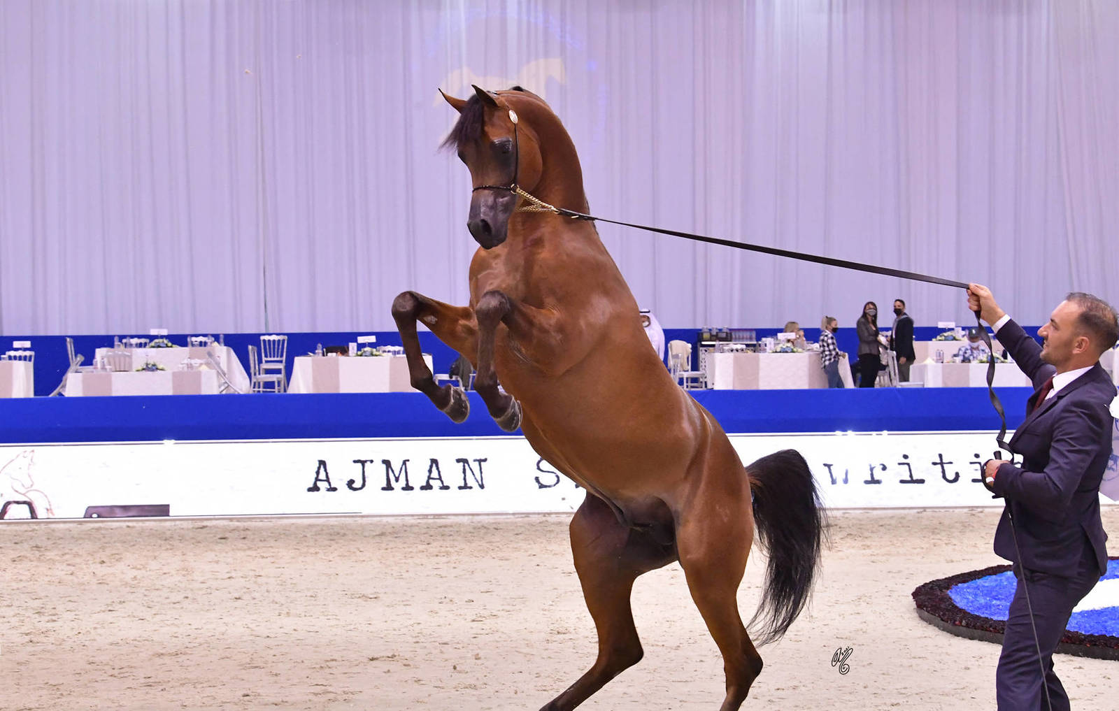 Junior Colt Bronze Champion: RFI Unique (AF Maden X FRI Ultraa Almaktub)