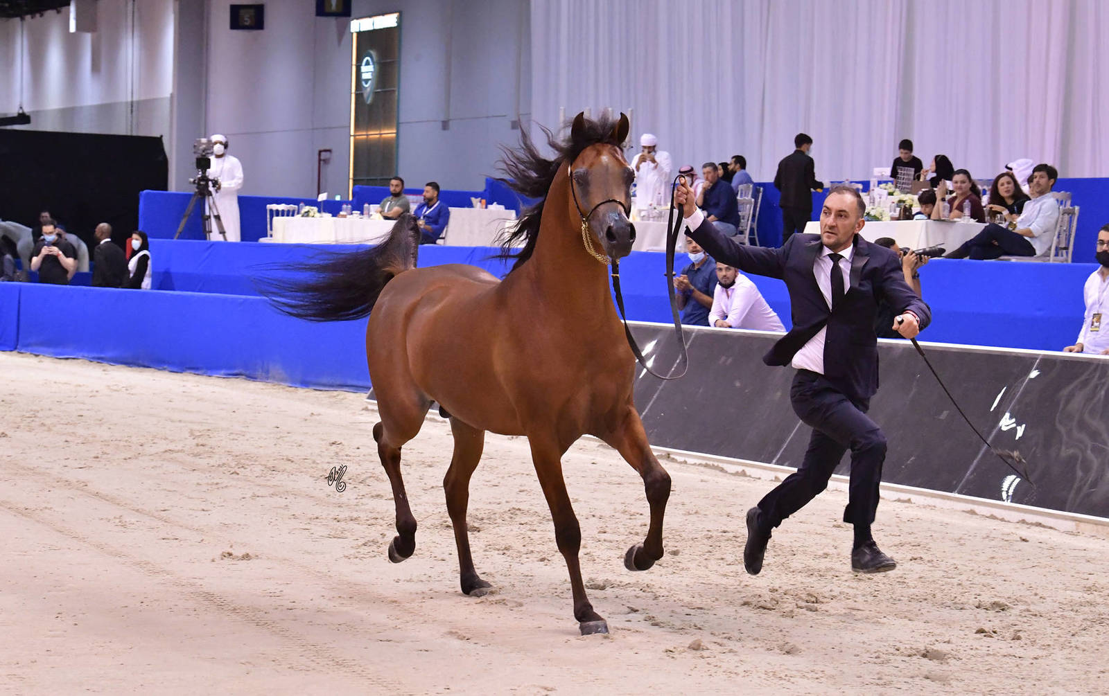 Junior Colt Bronze Champion: RFI Unique (AF Maden X FRI Ultraa Almaktub)