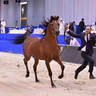 Junior Colt Bronze Champion: RFI Unique (AF Maden X FRI Ultraa Almaktub)