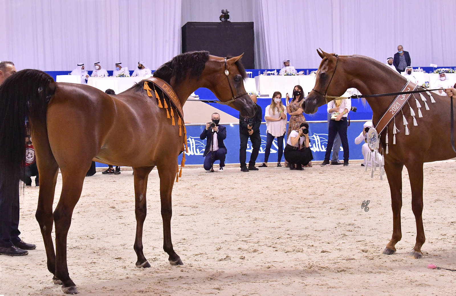 Junior Colt Champions: RFI Unique (AF Maden X FRI Ultraa Almaktub) & Arjuwan Al Bidayer (AJ Marzan X Allezandra Albidayer) 