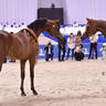 Junior Colt Champions: RFI Unique (AF Maden X FRI Ultraa Almaktub) & Arjuwan Al Bidayer (AJ Marzan X Allezandra Albidayer) 