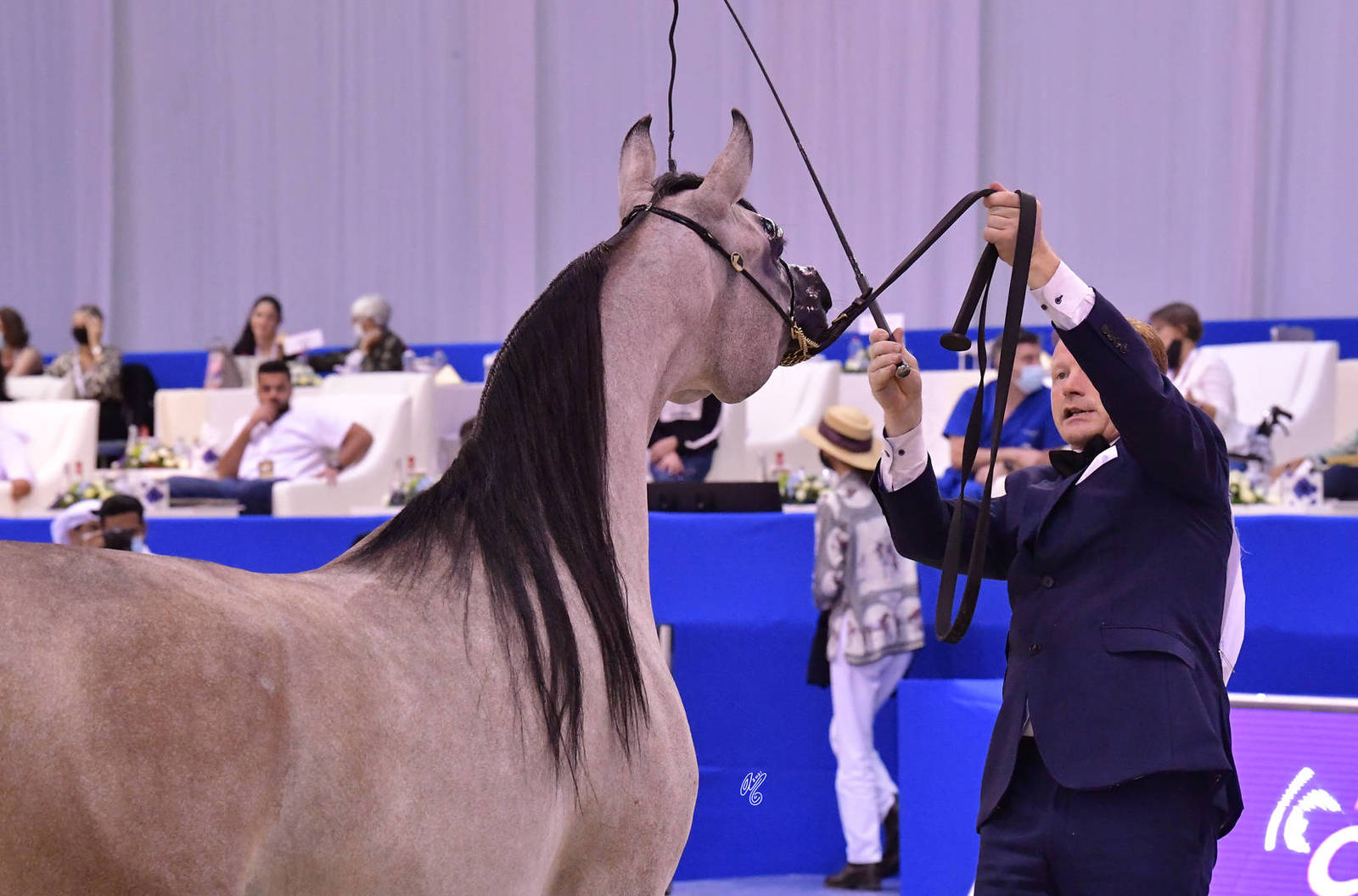 Junior Filly Gold Champion: Al Aryam Banafsaj (Dominic M X Al Aryam Basma) 