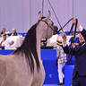 Junior Filly Gold Champion: Al Aryam Banafsaj (Dominic M X Al Aryam Basma) 