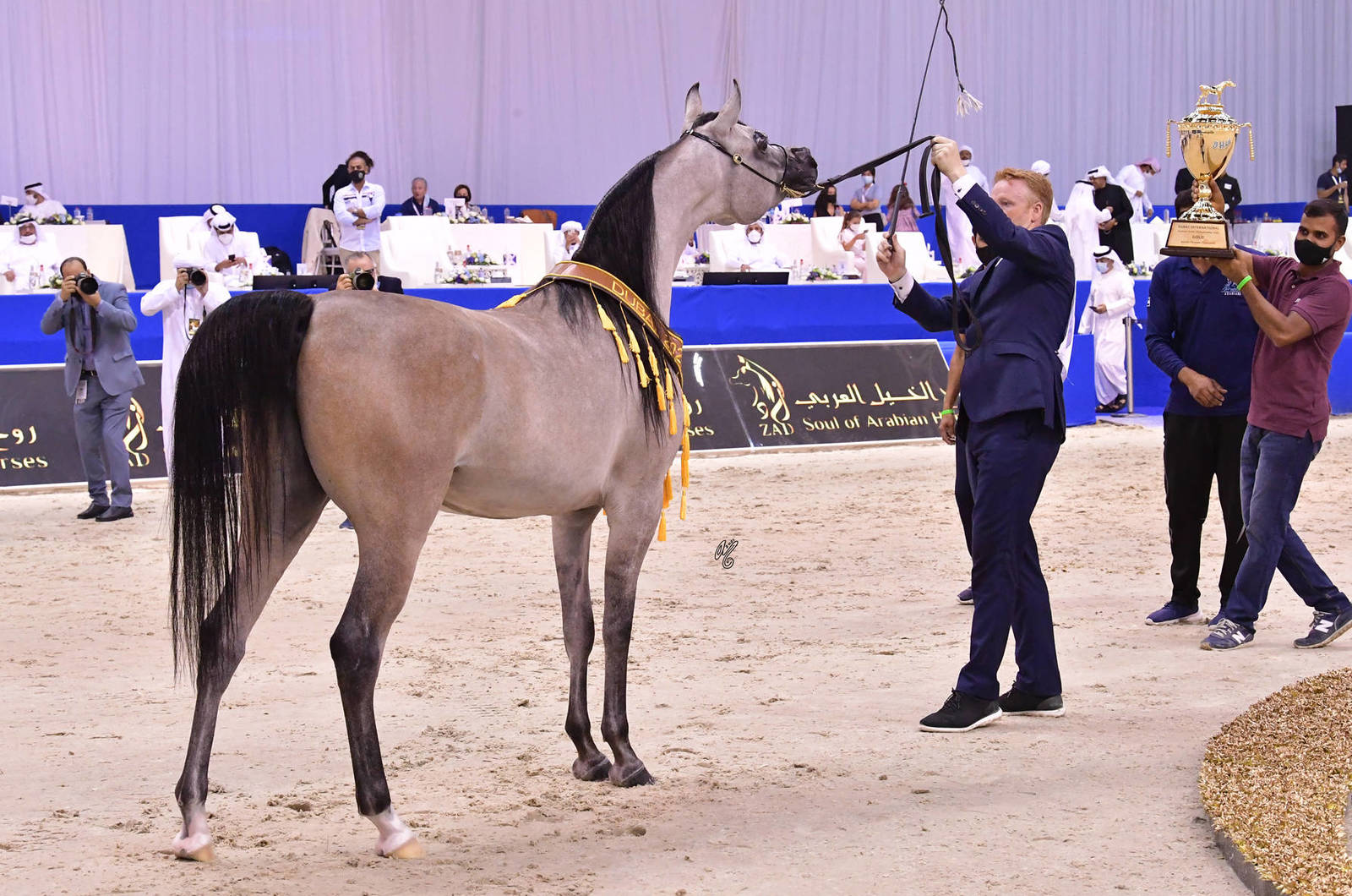 Junior Filly Gold Champion: Al Aryam Banafsaj (Dominic M X Al Aryam Basma) 
