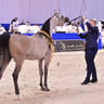 Junior Filly Gold Champion: Al Aryam Banafsaj (Dominic M X Al Aryam Basma) 