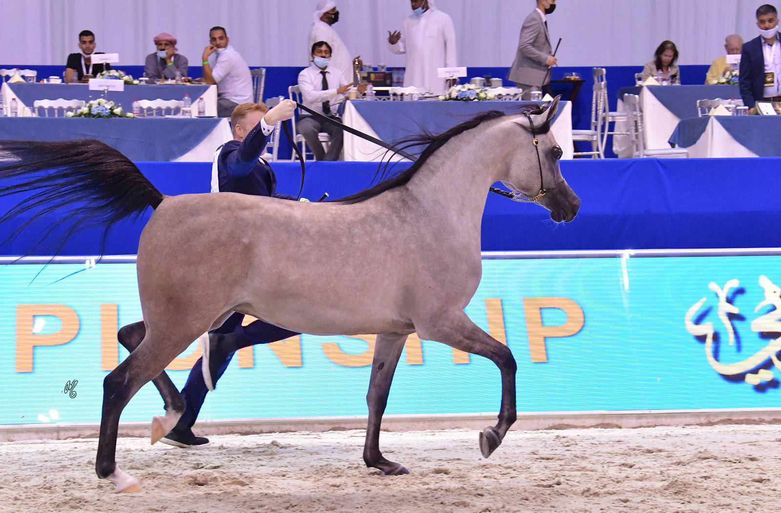 Junior Filly Gold Champion: Al Aryam Banafsaj (Dominic M X Al Aryam Basma) 