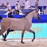 Junior Filly Gold Champion: Al Aryam Banafsaj (Dominic M X Al Aryam Basma) 