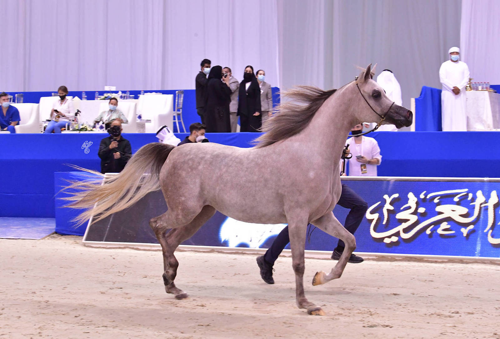 Junior Filly Silver Champion: D Judi (AJ Azzam X Elle Flamenca) 