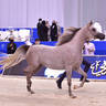Junior Filly Silver Champion: D Judi (AJ Azzam X Elle Flamenca) 