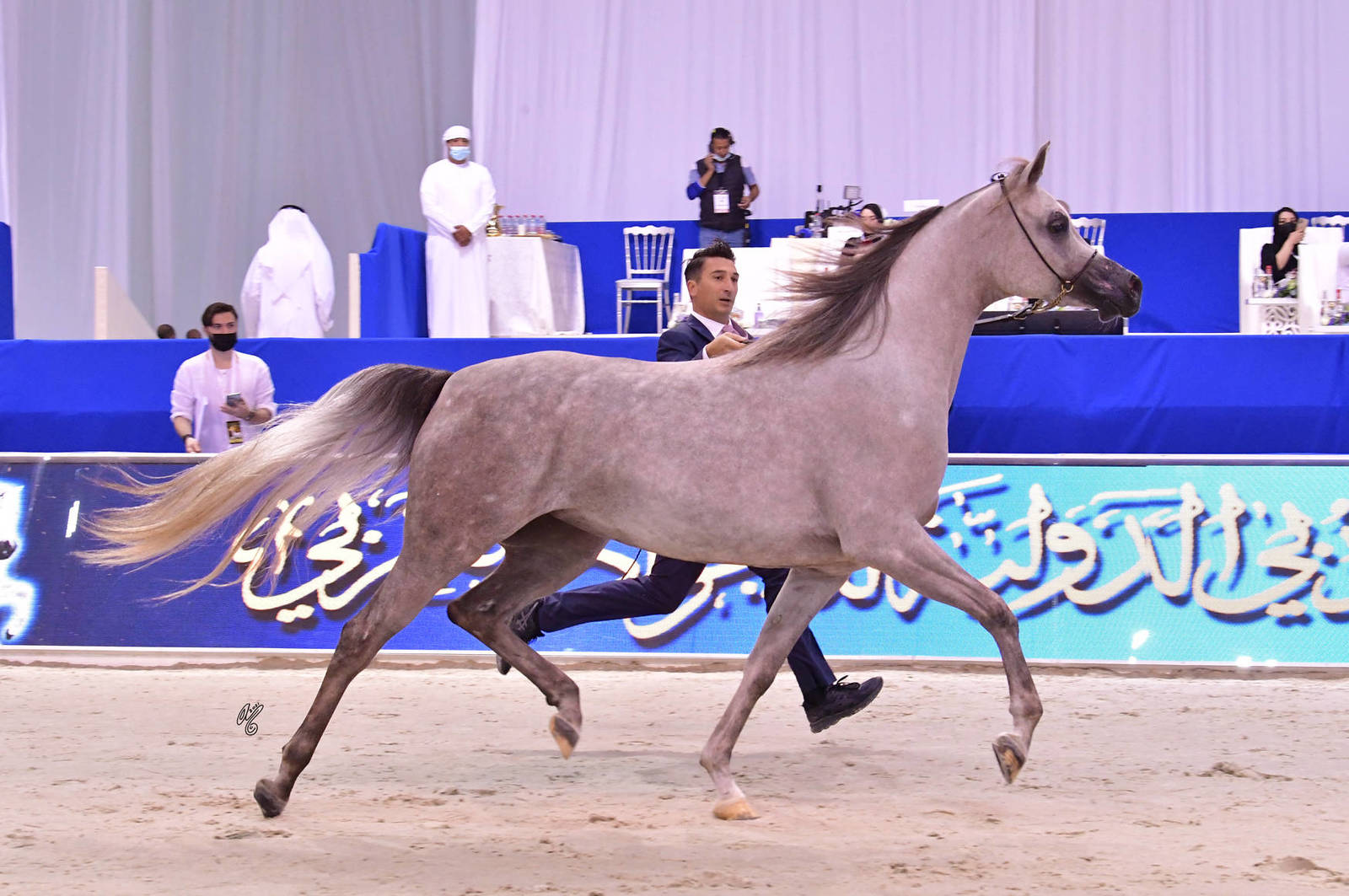Junior Filly Silver Champion: D Judi (AJ Azzam X Elle Flamenca) 