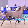 Junior Filly Silver Champion: D Judi (AJ Azzam X Elle Flamenca) 