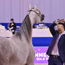 Junior Filly Silver Champion: D Judi (AJ Azzam X Elle Flamenca) 
