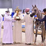 Junior Filly Silver Champion: D Judi (AJ Azzam X Elle Flamenca) 