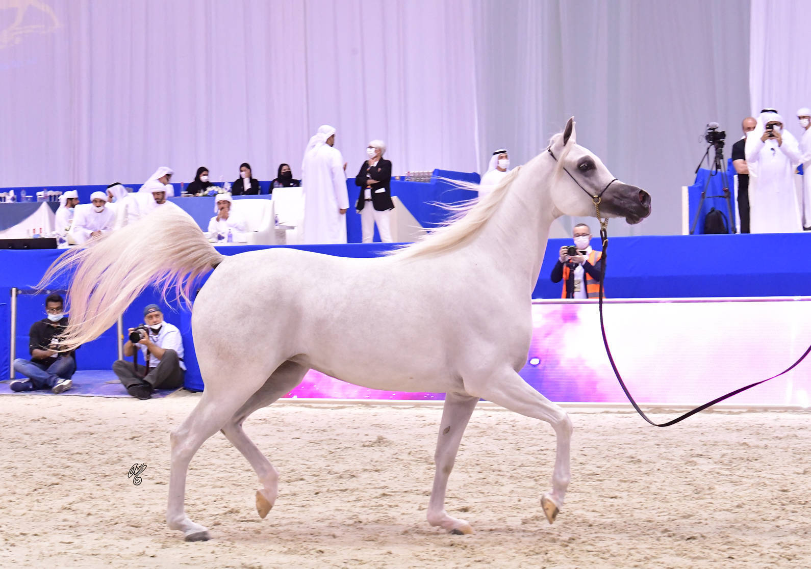 Junior Filly Bronze Champion: D Fannanah (Excalilbur EA X Elle Flamenca) 