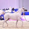 Junior Filly Bronze Champion: D Fannanah (Excalilbur EA X Elle Flamenca) 