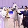 Junior Filly Bronze Champion: D Fannanah (Excalilbur EA X Elle Flamenca) 