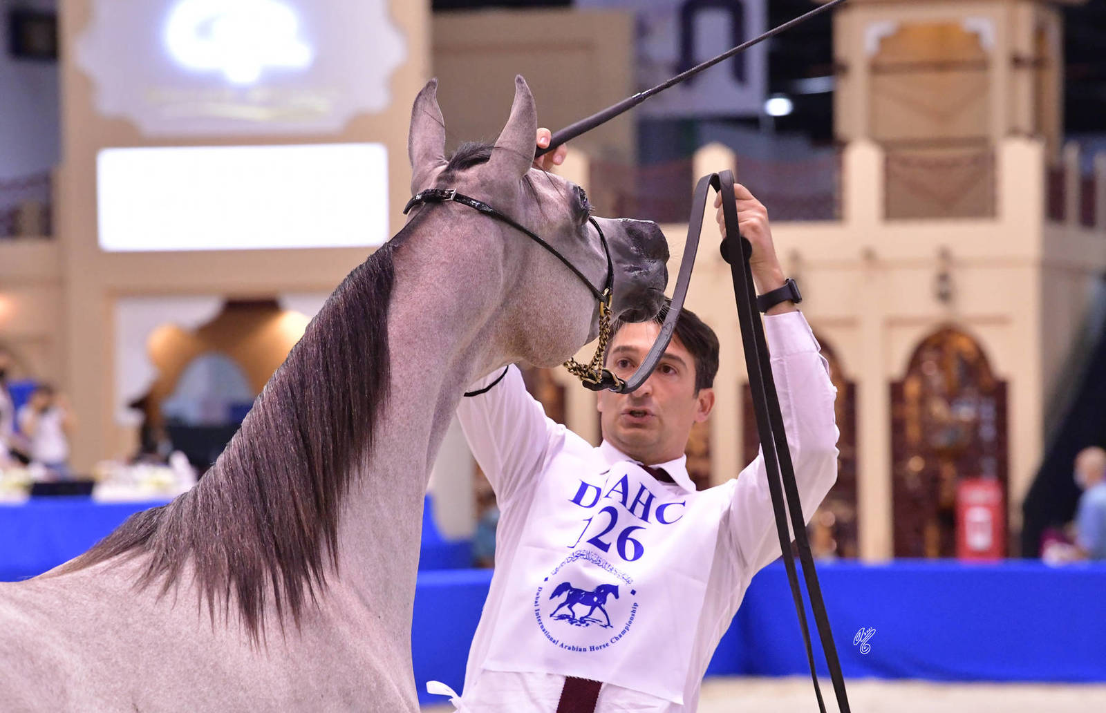 Yearling Colt Gold Champion: D Sharar (D Seraj X FT Shaella)