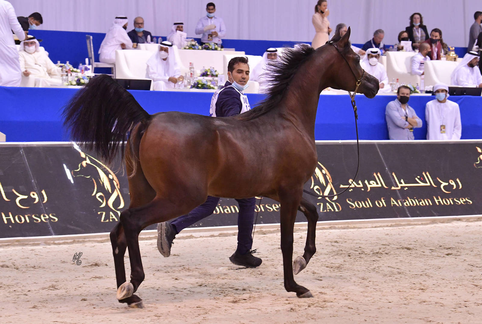 Yearling Colt Silver Champion: D Rasael (FA El Rasheem X Ladi Veronika) 