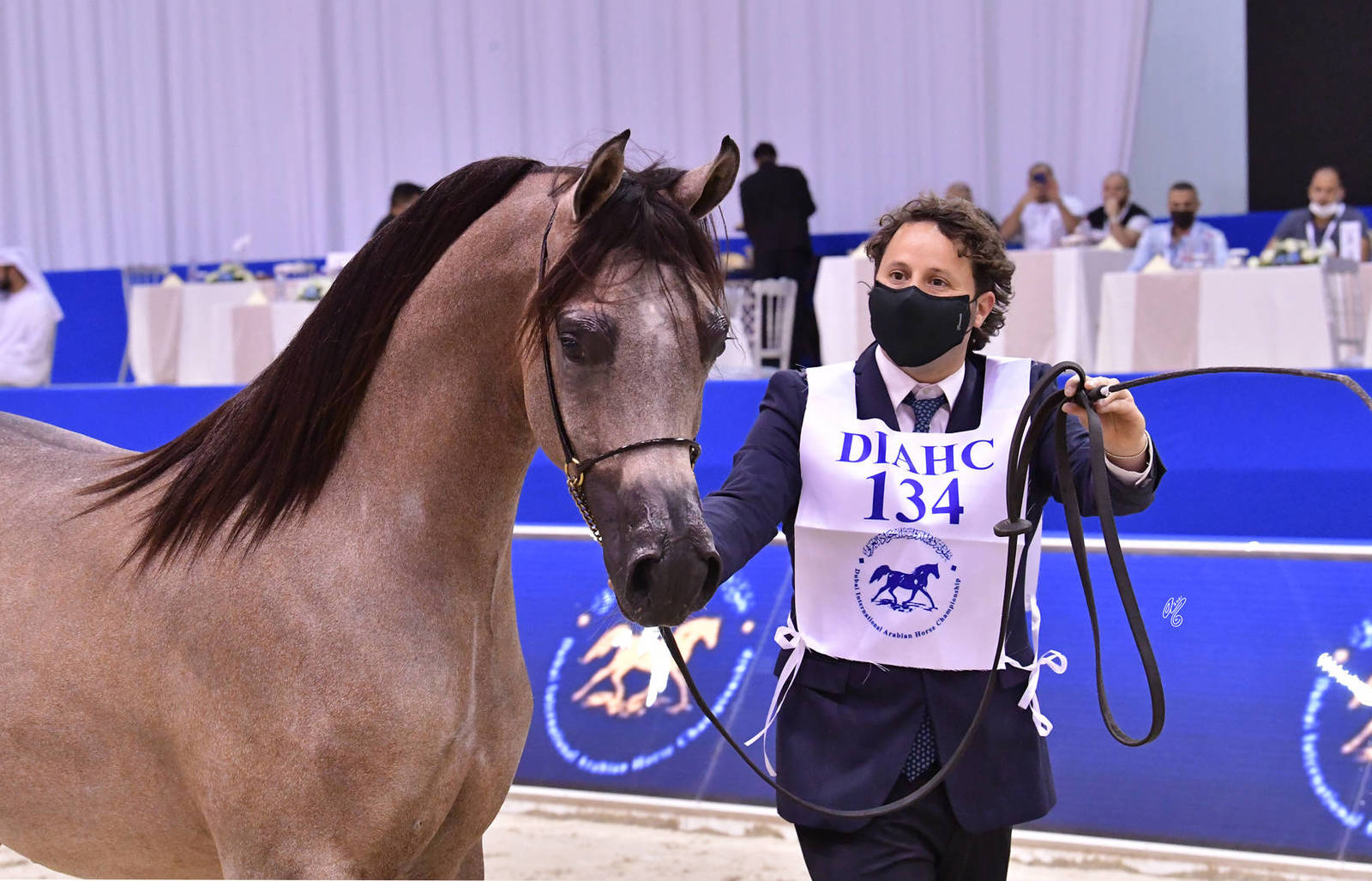 Yearling Colt Bronze Champion: A.L.R. Burkan (SQ Burkan X Yaqoubiyah Al Zobair) 