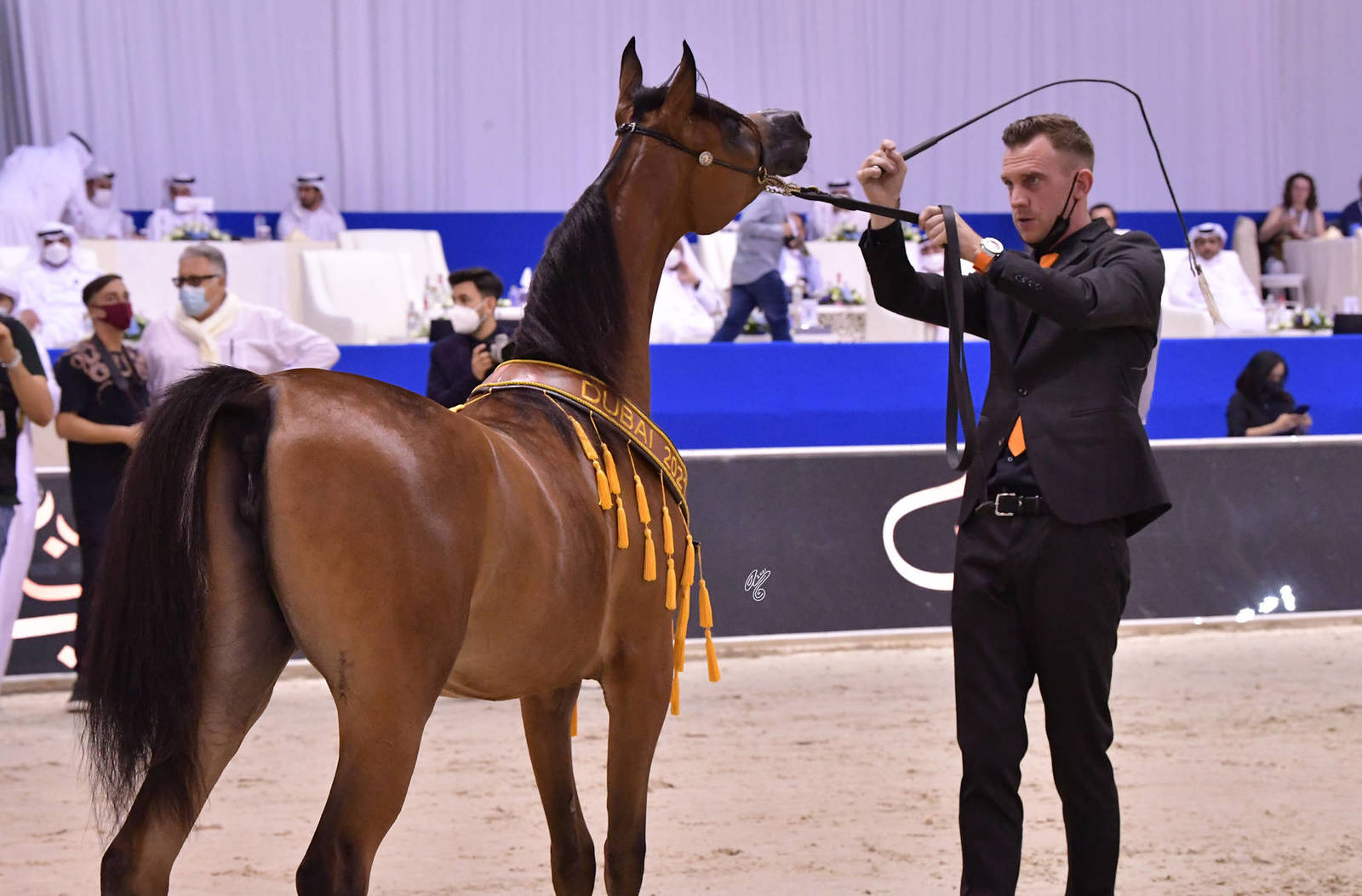 Yearling Filly Gold Champion: R.A.K. Onood (FA El Rasheem X RAS Al Khaimah) 