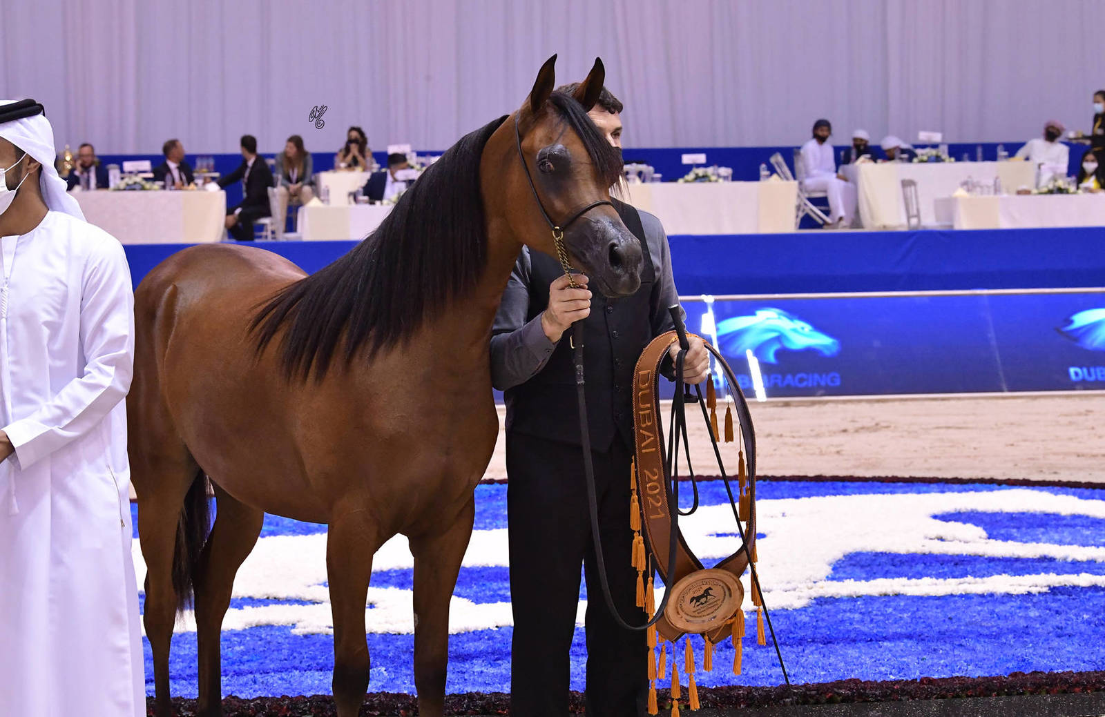 Yearling Filly Bronze Champion: AJ Aluja (AJ Marzan X Ayat Almuawd) 