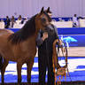 Yearling Filly Bronze Champion: AJ Aluja (AJ Marzan X Ayat Almuawd) 