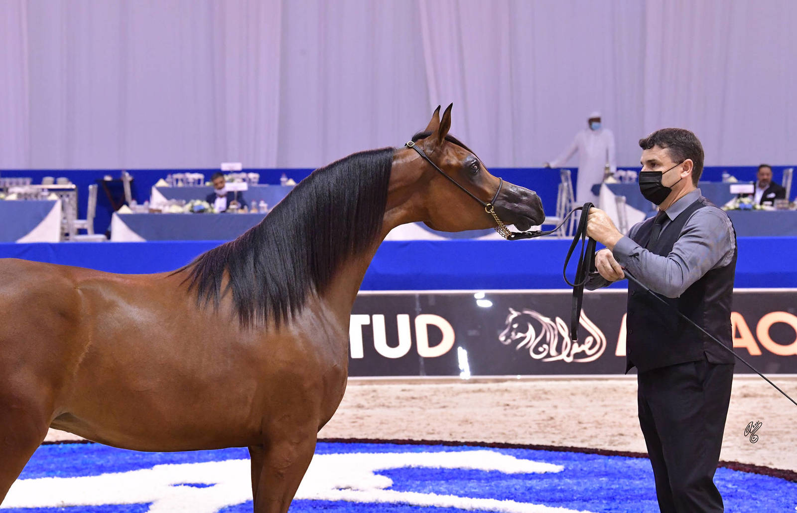 Yearling Filly Bronze Champion: AJ Aluja (AJ Marzan X Ayat Almuawd) 