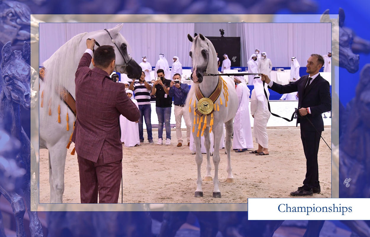 The 2021 Dubai International Arabian Horse Championship PHOTO GALLERY