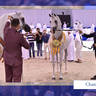 The 2021 Dubai International Arabian Horse Championship PHOTO GALLERY
