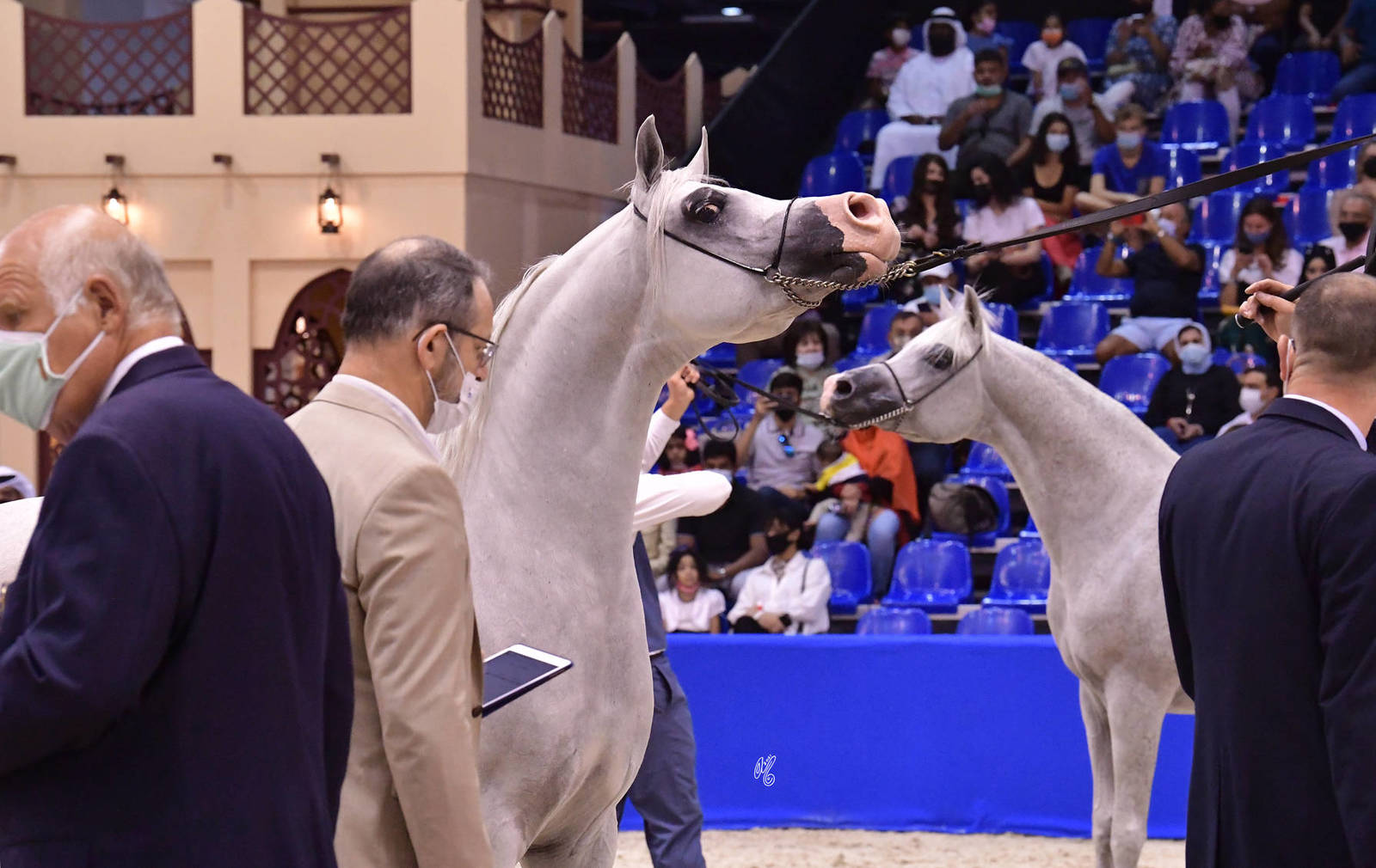 Stallions 10 Years and More: E.S. Jaw'al 