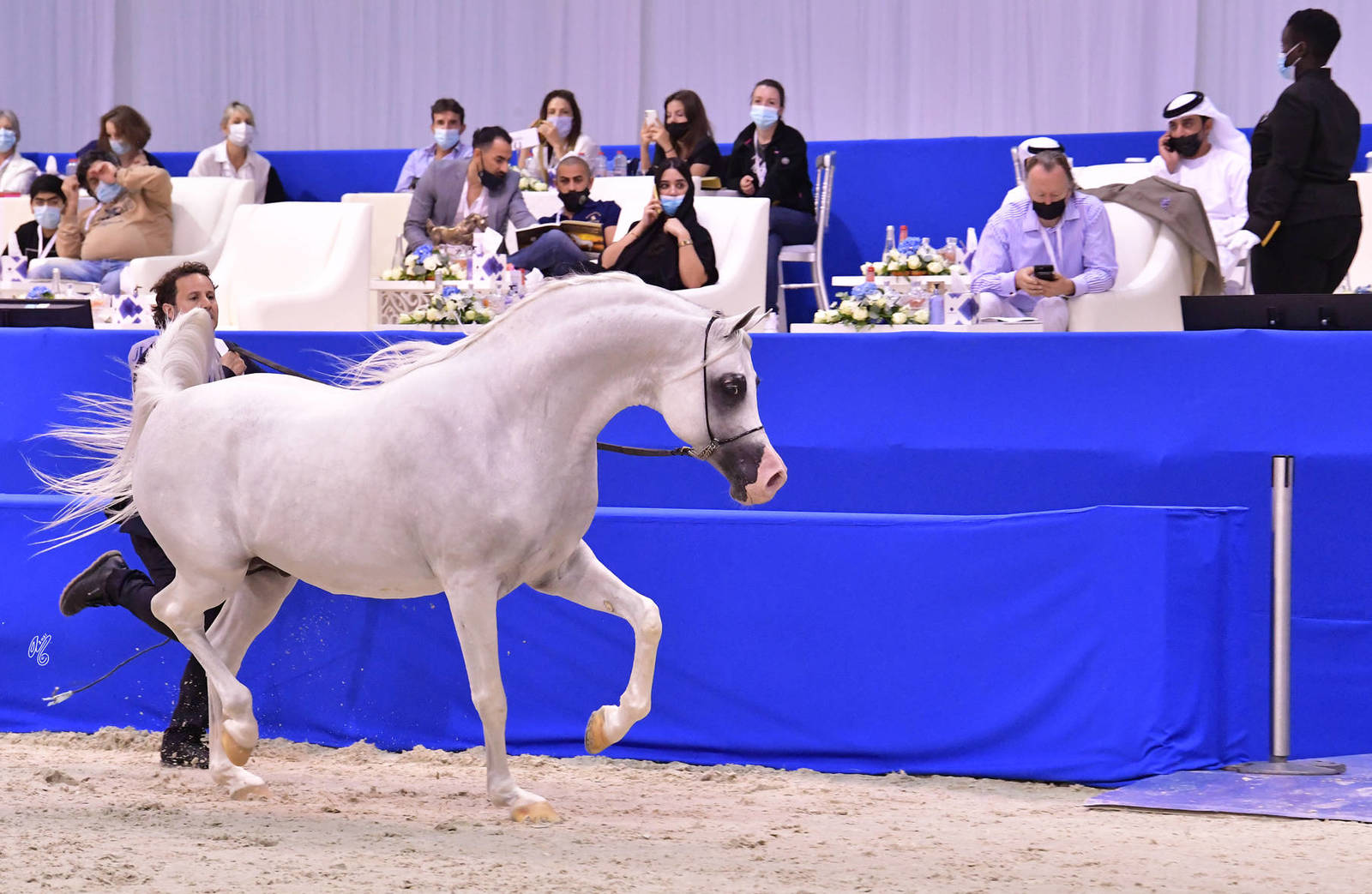 Stallions 10 Years and More: E.S. Jaw'al 