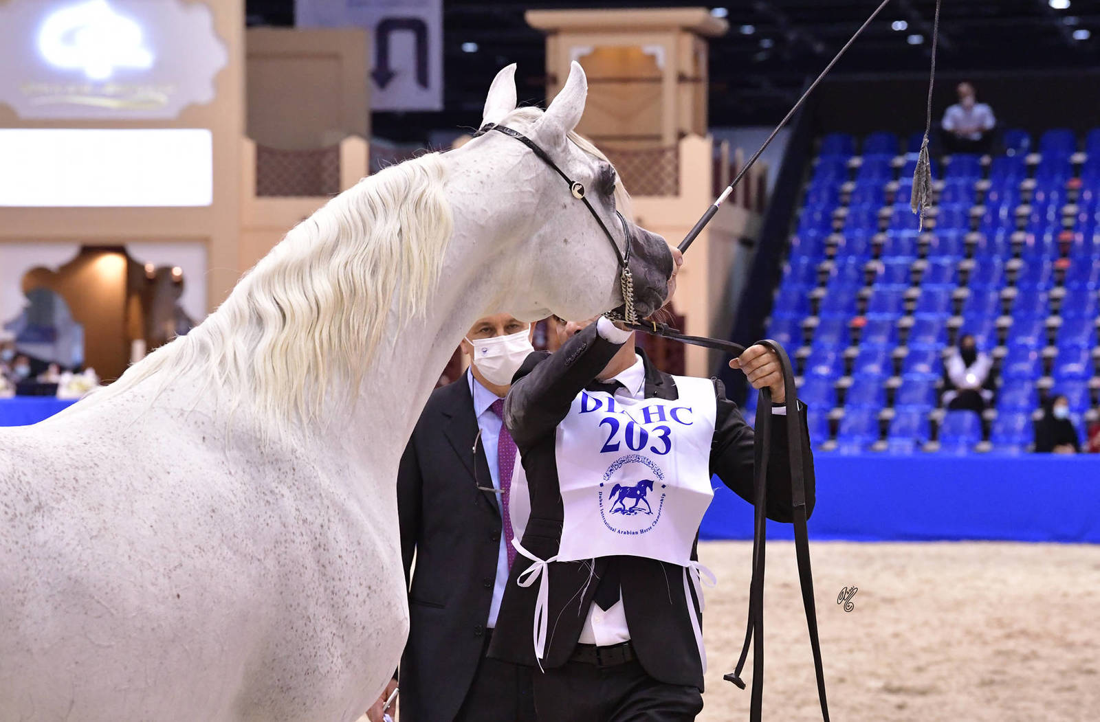 Stallions 7-9 Years Old: S.A. Almoshaher 