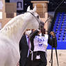 Stallions 7-9 Years Old: S.A. Almoshaher 