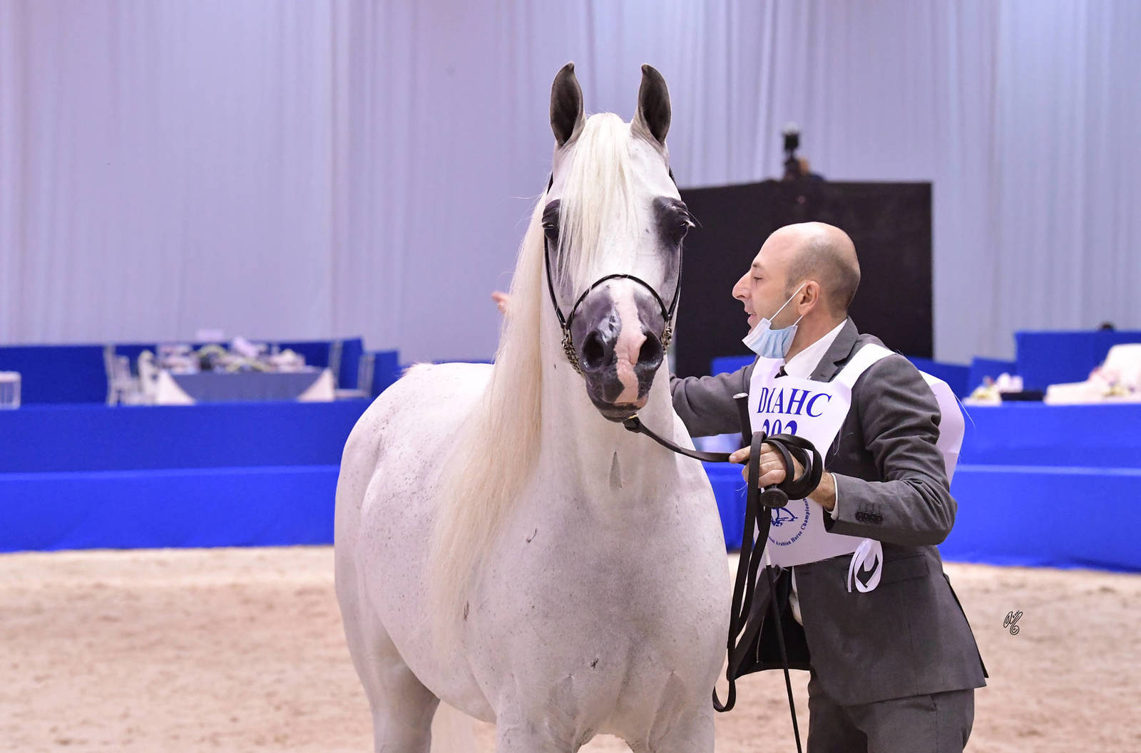 Stallions 7-9 Years Old: Moharib Al Khazna 