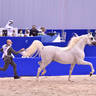 Stallions 7-9 Years Old: Moharib Al Khazna 