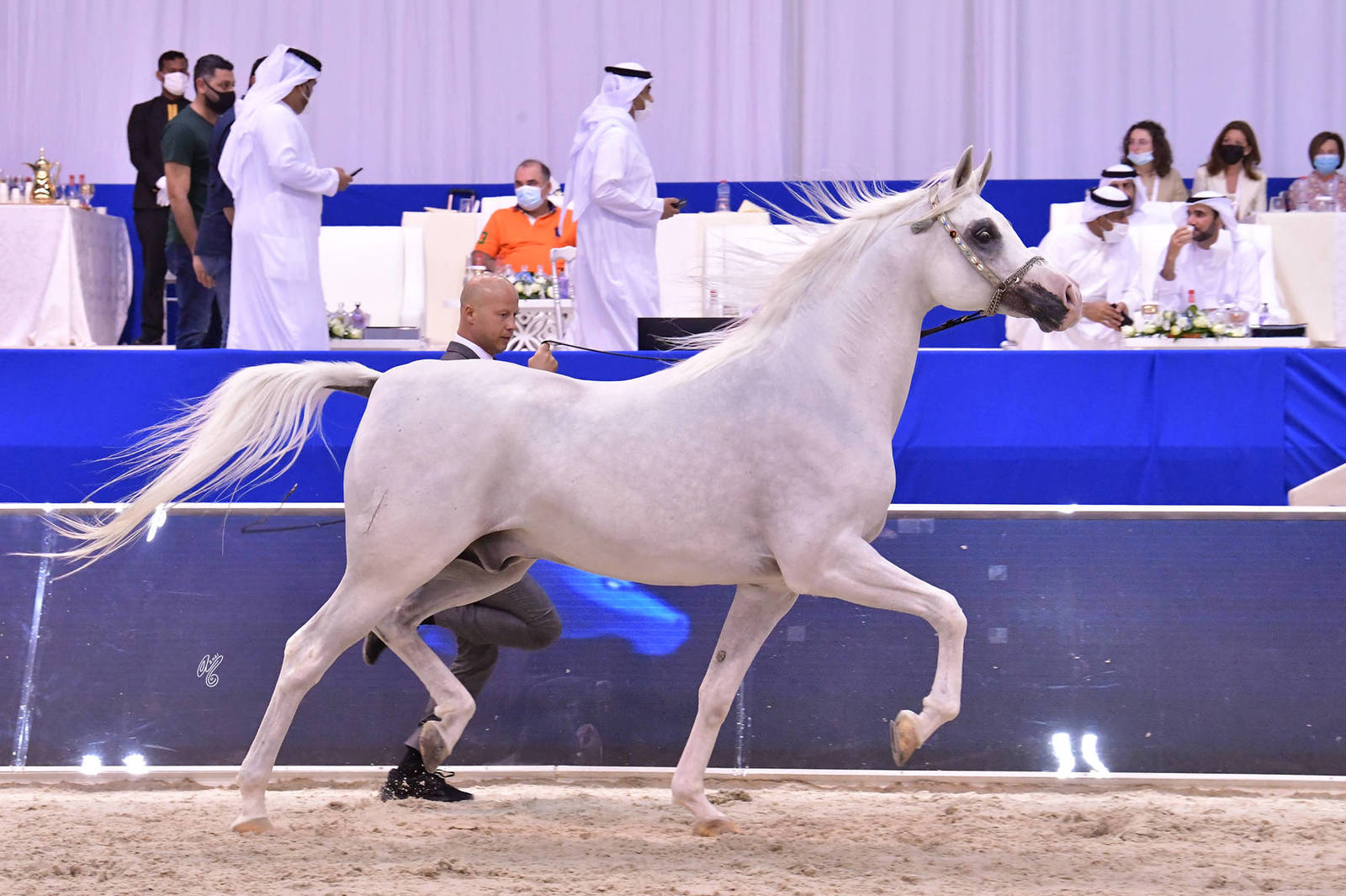 Stallions 7-9 Years Old: Gentelman 