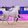 Stallions 7-9 Years Old: Al Aryam Baree' 
